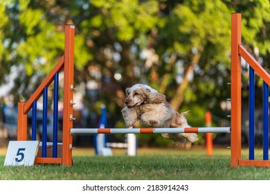 Dog agility competition at the Royal Darwin Show 2022, Australia. - Shutterstock ID 2183914243