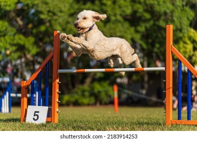 Dog agility competition at the Royal Darwin Show 2022, Australia. - Shutterstock ID 2183914253