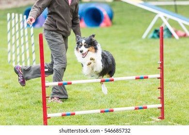 Dog In An Agility Competition Set Up In A Green Grassy Park