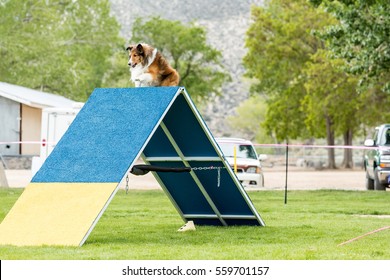 Dog In An Agility Competition Set Up In A Green Grassy Park