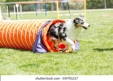 Dog In An Agility Competition Set Up In A Green Grassy Park