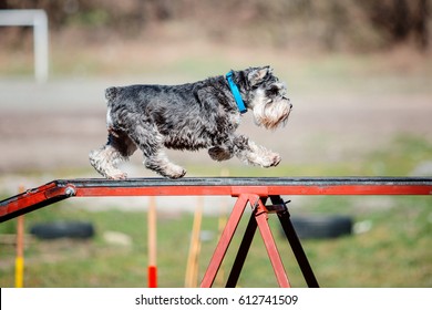 Dog In Agility Competition Set Up In Green Grassy Park