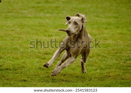 Similar – [DD|Apr|09] Running Dog