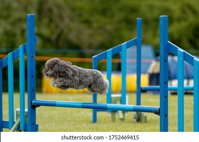 Dog Agility. Miniature Poodle Going Over Upright Jump