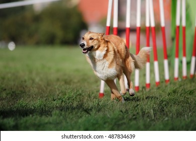 Dog Agility Slalom, Sports Competitions Of Dogs In The Summer In The Park