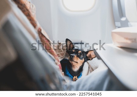 Dog in the aircraft cabin near the window during the flight, concept of travelling and moving with pets, small black dog sitting in the pet carrier bag, travel or relocation with dog by airplane