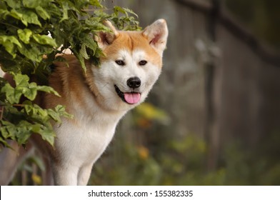 Dog Akita Inu On Autumn Walk