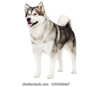 Dog Alaskan Malamute