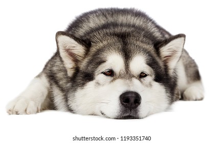 Dog Alaskan Malamute