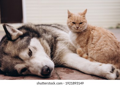 Dog Alaskan Malamute And Cute Ginger Cat Are Resting Together