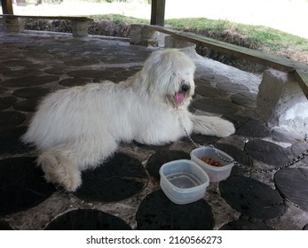 Dog Of The Albino Bobtail Breed, Pet, With Beautiful White Fur