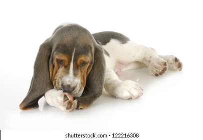 Dog Allergies - Basset Hound Puppy Licking Foot With Possible Skin Allergies