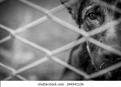 A dog alone and abandoned behind a fence. - Powered by Shutterstock