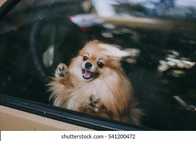 Dog alone in a car