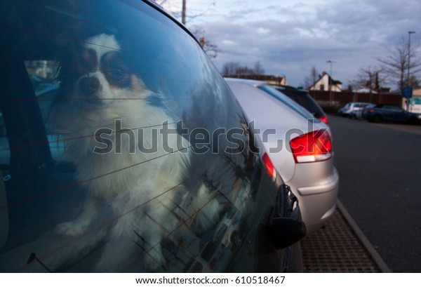 Dog alone in the car, sadness when the owner
leave you, protect animals