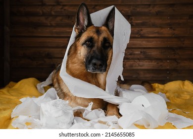 Dog Is Alone At Home Entertaining By Eating Toilet Paper. Charming German Shepherd Dog Playing With Paper Lying On Bed. Young Crazy Dog Is Making Mess At Home.