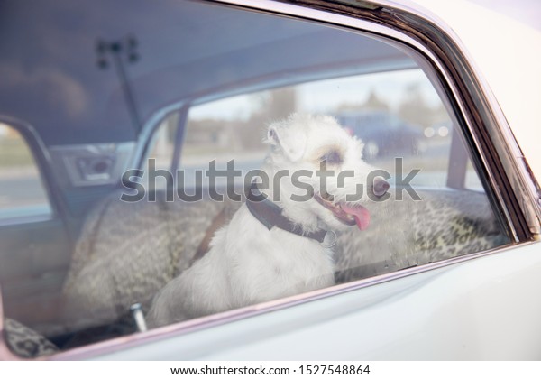 Dog alone is locked in car on heat\
hot day, howls and whines, asks for water on sunny\
summer.