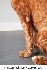 Dog With Alopecia Or Bald Spot. Female Labradoodle Dog Undergoing Chemotherapy With Loss Of Hair On Front Leg Elbow. Hair Loss Causes: Allergies, Genetics, Infections And Bacteria. Selective Focus.