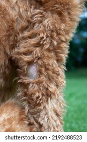 Dog With Alopecia, Close Up. Female Labradoodle Dog In Chemotherapy With Bald And Hairless Elbow With Dry Flakes. Hair Loss Causes: Allergies, Genetics, Infections And Bacteria. Selective Focus.