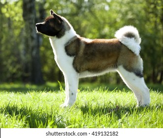 American Akita Images Stock Photos Vectors Shutterstock