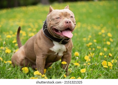 A dog of the American Bully breed is sitting in the green grass with dandelions on a walk. The dog stuck out his tongue and is resting on a summer day