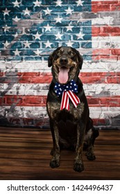 Dog With American Flag 4th Of July