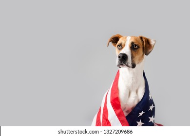 Dog With American Flag Isolated