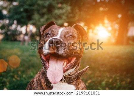 The dog, american pit bull terrier, smiles happily into the camera and sticks out his tongue.
