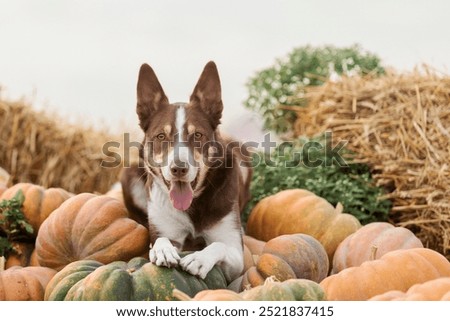 Dog Among Pumpkins. Border Collie dog. Seasonal. Fall and autumn