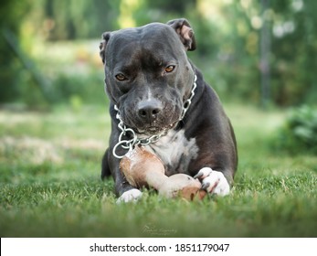 Dog Amstaff Staffy Stafford Terrier