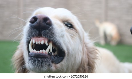 Dog Angry Growl