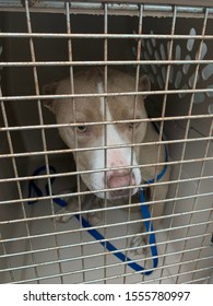 Dog In Animal Control Truck