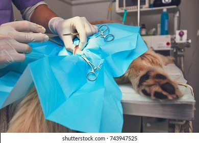 Dog In The Animal Hospital. Veterinarian During Surgery Of The Golden Retriever.