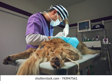 Dog In The Animal Hospital. Veterinarian During Surgery Of The Golden Retriever.