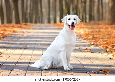 Dog Animal Pet Autumn Goldenretriever