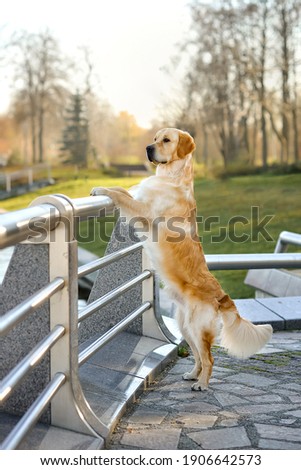 Dog Animal Pet Autumn Goldenretriever