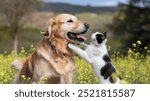 dog, animal, pet, cat, cute, friends, playing, background, puppy, warm, canine, white, domestic, happy, friendship, sitting, ginger, panorama, pedigree, outdoor, billboard, nature, green, alongside, s