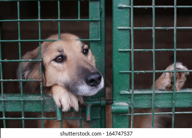 Dog In Animal Shelter