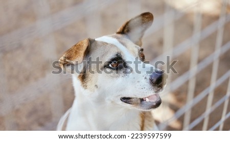 Dog, animal shelter and animal in an outdoor yard with a steel, metal or iron fence for protection. Playful pet puppy in a local pound or home for care, treatment or grooming waiting for adoption.