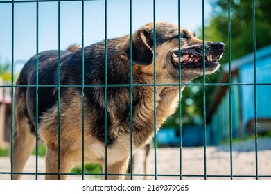 Dog In Animal Shelter. Portrait Of A Homeless Eating Dog In A Shelter Cage Kennel Dogs Locked. Waiting For Adoption