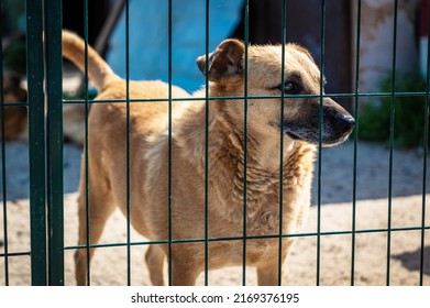 Dog In Animal Shelter Waiting For Adoption. Portrait Of Homeless Dog In Animal Shelter Cage. Kennel Dogs Locked