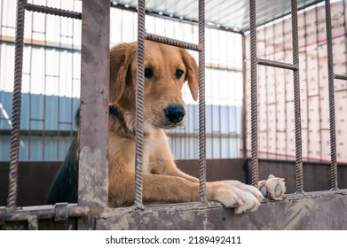 Dog In Animal Shelter Waiting For Adoption. Portrait Of Red Homeless Dog In Animal Shelter Cage. Kennel Dogs Locked