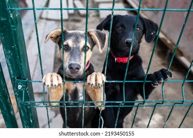 Dog in animal shelter waiting for adoption. Portrait of red homeless dog in animal shelter cage. Kennel dogs locked - Shutterstock ID 2193450155