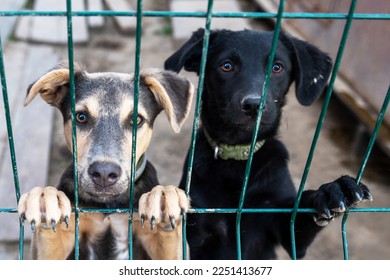 Dog in animal shelter waiting for adoption. Portrait of red homeless dog in animal shelter cage. Kennel dogs locked - Shutterstock ID 2251413677