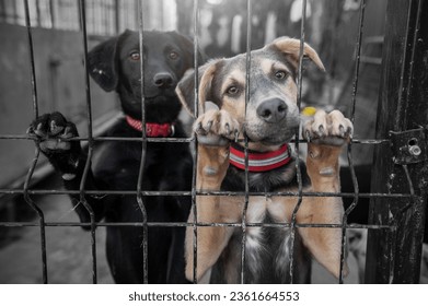 Dog in animal shelter waiting for adoption. Portrait of homeless dog in animal shelter cage. Kennel dogs locked - Powered by Shutterstock