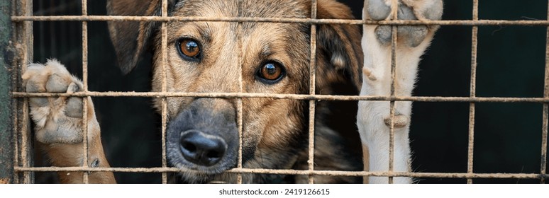 Dog in animal shelter waiting for adoption. Dog  behind the fences. Portrait of homeless dog in animal shelter cage.   - Powered by Shutterstock