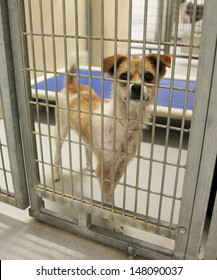 A Dog In An Animal Shelter, Waiting For A Home