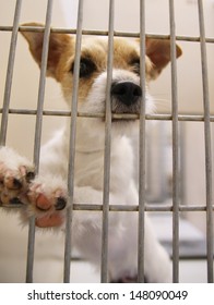 A Dog In An Animal Shelter, Waiting For A Home