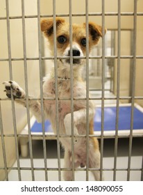 A Dog In An Animal Shelter, Waiting For A Home