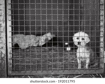 A Dog In An Animal Shelter, Waiting For A Home